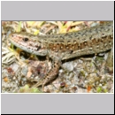 Zootoca vivipara - Waldeidechse 19b OS-Wallenhorst-Tongrube.jpg